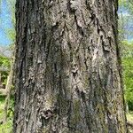 Ulmus americana 樹皮