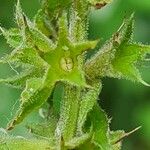 Stachys palustris Frugt