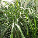 Campyloneurum angustifolium Yeri