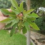 Brachychiton bidwillii Lapas