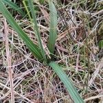 Carex nigra Blatt