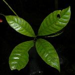 Chrysochlamys glauca Hoja