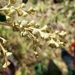 Tarchonanthus camphoratus Flower