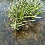 Crinum viviparum Leaf