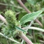 Amaranthus hybridus چھال