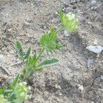 Hymenocarpos cornicinus Blüte