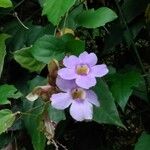 Thunbergia grandiflora Floare