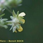 Potentilla intermedia Květ