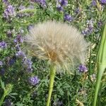 Tragopogon porrifolius Flower