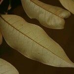 Vismia cayennensis Leaf