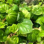 Begonia convolvulacea Leaf