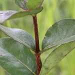 Cassipourea mollis Blatt