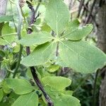 Tropaeolum pentaphyllum Hoja