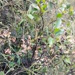 Secamone tenuifolia Hábito