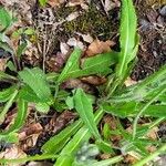 Pilosella cymosa Leaf