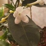 Stephanotis floribunda 叶