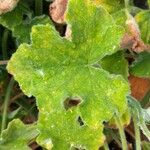 Pelargonium tomentosum Blatt