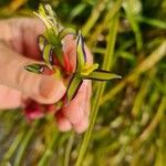 Billbergia nutans Flor