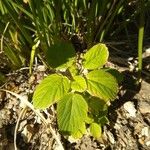 Acalypha alopecuroidea Лист