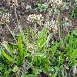 Plantago atrata Blad