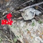 Glandularia peruviana Fiore