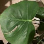 Monstera deliciosa Leaf