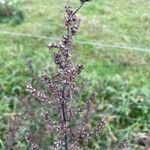 Artemisia campestrisPlod