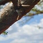 Acacia nilotica Rinde