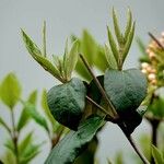 Viburnum carlesii Leaf