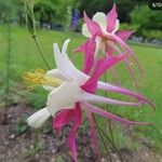 Aquilegia pubescens ফুল