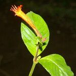 Cuphea appendiculata 花