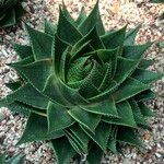 Aristaloe aristata cv. 'Cosmo' Tervik taim