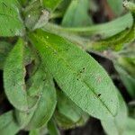 Myosotis sylvatica Blatt