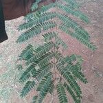 Peltophorum africanum Leaf