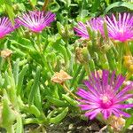 Delosperma cooperi Хабит