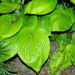 Hosta plantaginea Blad