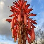 Aloe pluridens ফুল