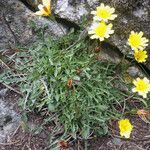 Hypochaeris robertia Hábito