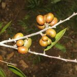 Xylopia sericea Fruit