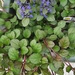 Ajuga reptansLehti