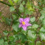 Solanum trilobatum Flower