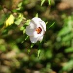 Pavonia hastata Flor