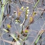 Drosera intermedia Žiedas