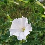 Datura L.Flor