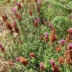 Erica ciliaris Habitus