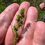 Carex echinata Kvet