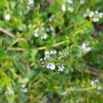 Veronica serpyllifolia Цвят