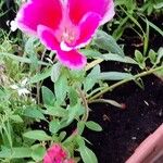 Clarkia amoena Folha