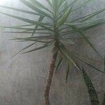 Cordyline indivisa পাতা