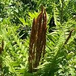 Osmundastrum cinnamomeum Fruto